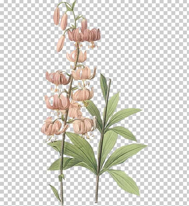 Lilium Martagon Lilium Superbum Amaryllis Belladonna Botany Les Liliacxe9es PNG, Clipart, Amaryllis, Botany, Branch, Bulb, Flora Free PNG Download