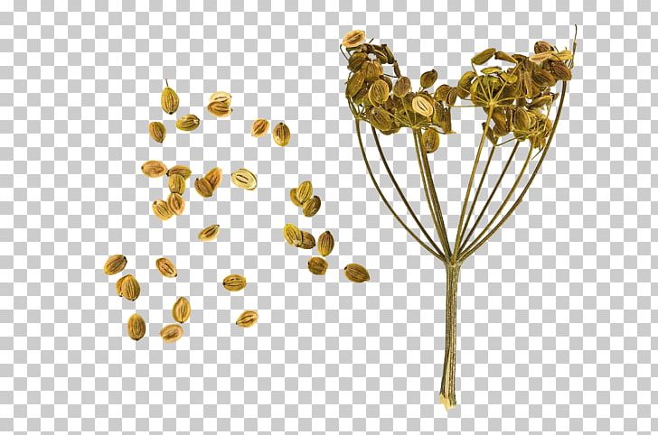 Parsnip Carrot Seed Daikon Vegetable PNG, Clipart, Beautiful, Carrot, Celery, Daikon, Dandelion Free PNG Download