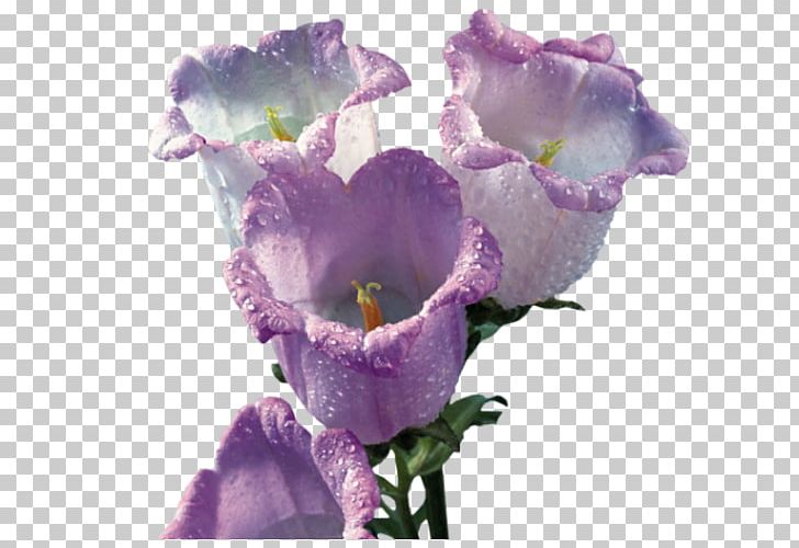 Bellflowers Wedding Floral Design Cut Flowers PNG, Clipart, Bellflower Family, Bellflowers, Book, Cut Flowers, Ebook Free PNG Download