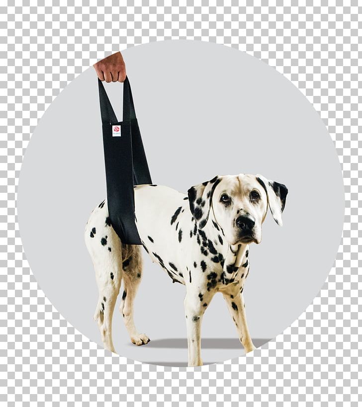 Dalmatian Dog Scandi Orthopedic AB Non-sporting Group Dog Breed Vertebral Column PNG, Clipart, Breed, Carnivoran, Dalmatian, Dalmatian Dog, Dog Free PNG Download