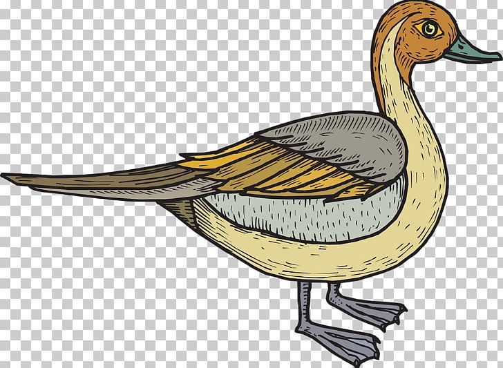 Duck Bird PNG, Clipart, Animals, Beak, Bird, Computer Icons, Download Free PNG Download