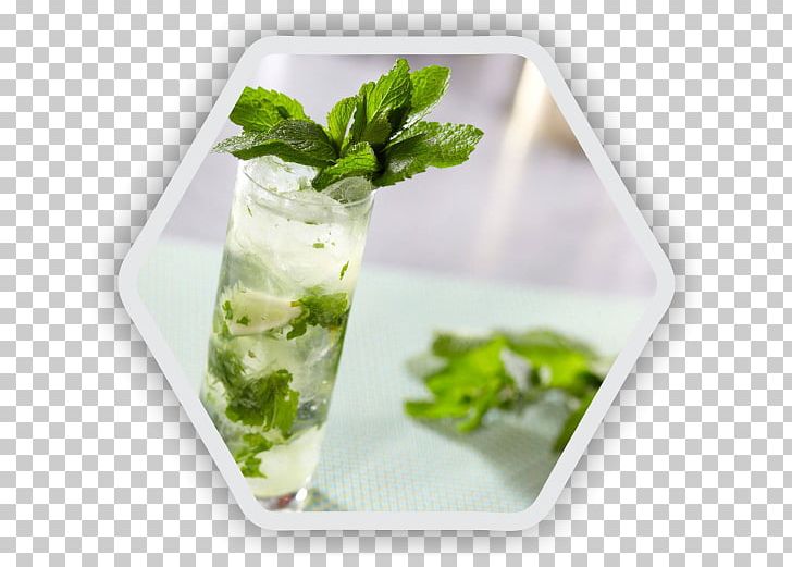 Gin And Tonic Cocktail Mojito Rum PNG, Clipart, Cocktail, Cocktail Garnish, Cocktail Shaker, Drink, Food Free PNG Download