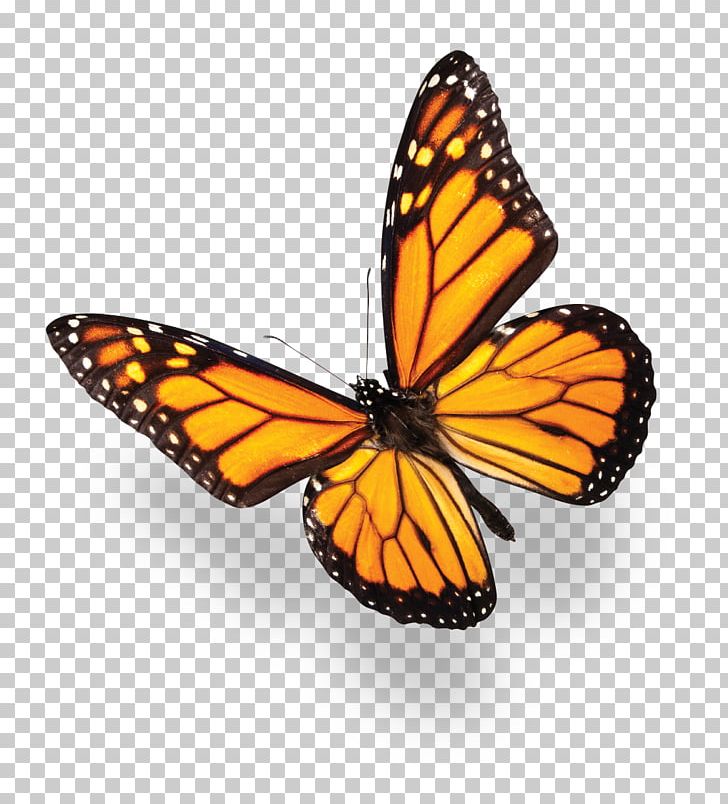 Monarch Butterfly Blue Purple Stock Photography PNG, Clipart, Apatura Iris, Arthropod, Blue, Bluegreen, Brush Footed Butterfly Free PNG Download