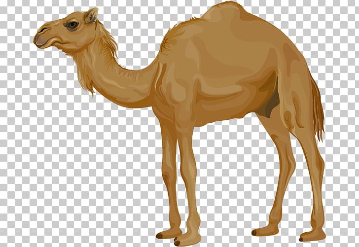 Dromedary Portable Network Graphics Graphics PNG, Clipart, Animal Figure, Arabian Camel, Art Museum, Camel, Camel Like Mammal Free PNG Download