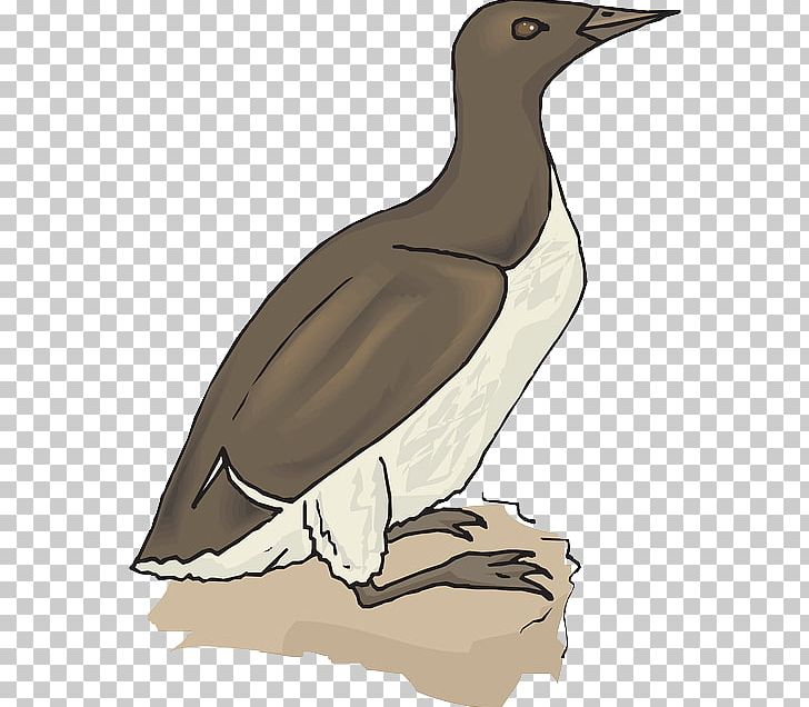 Duck Goose Penguin Bird Booby PNG, Clipart, Animals, Animation, Beak, Bird, Booby Free PNG Download
