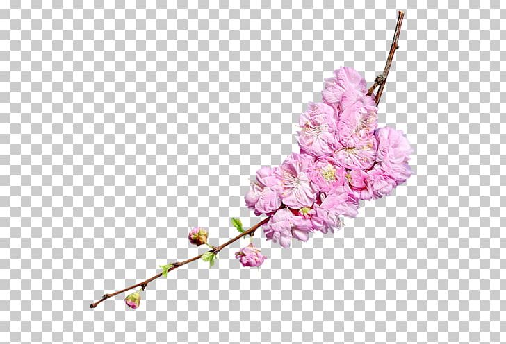 Cherry Blossom Flower PNG, Clipart, Apples, Blossom, Branch, Cherry Blossom, Chrysanthemum Free PNG Download