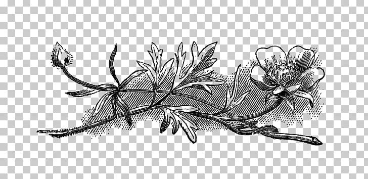 Flower Drawing Black And White PNG, Clipart, Art, Artwork, Black And White, Branch, Color Free PNG Download