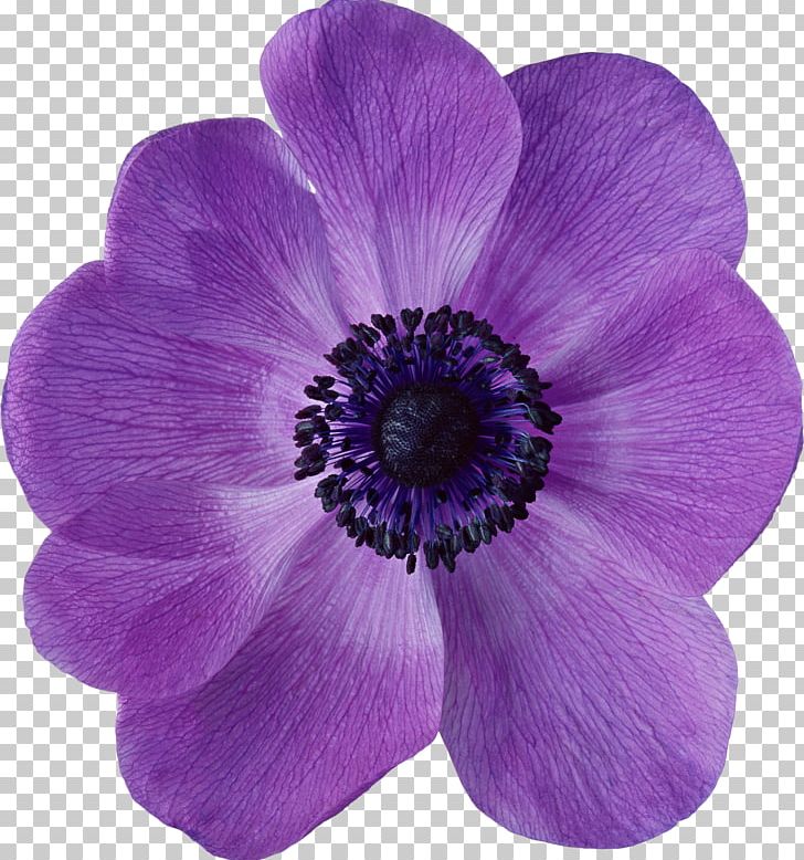 Flower Petal PNG, Clipart, Anemone, Annual Plant, Art, Download, Encapsulated Postscript Free PNG Download