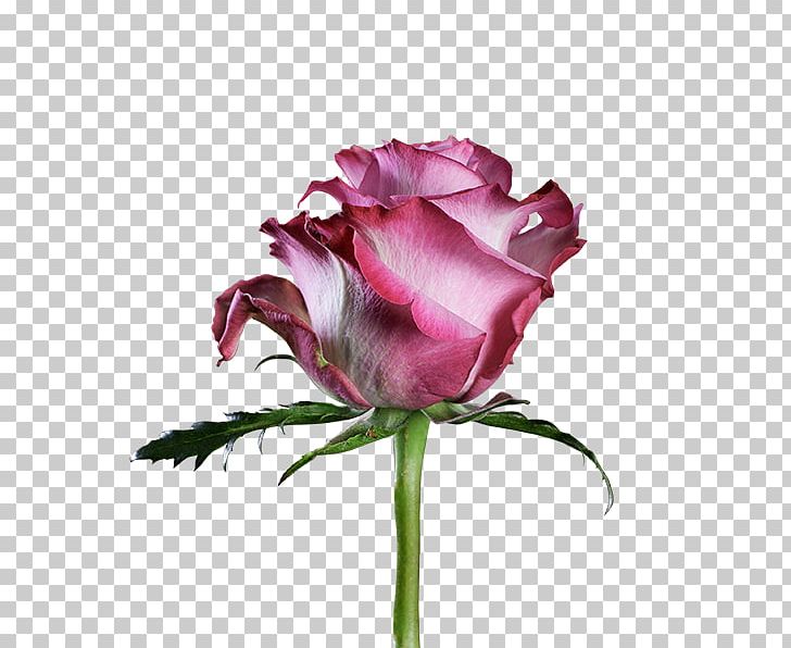 Garden Roses Cabbage Rose Floribunda Cut Flowers Petal PNG, Clipart, Annual Plant, Bud, Cut Flowers, Deep Purple, Door Free PNG Download
