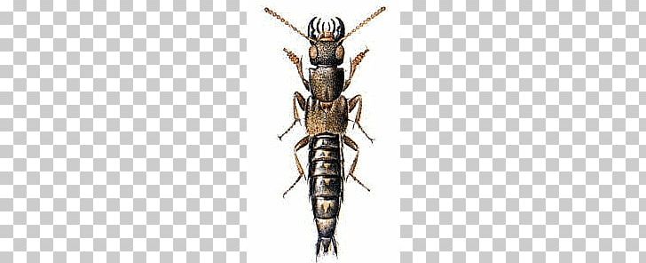 Outliers PNG, Clipart, Art, Arthropod, Beetle, Document, Download Free PNG Download