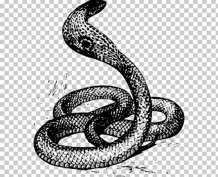 Snake Drawing King Cobra PNG, Clipart, Animals, Art, Black And White, Boa Constrictor, Boas Free PNG Download