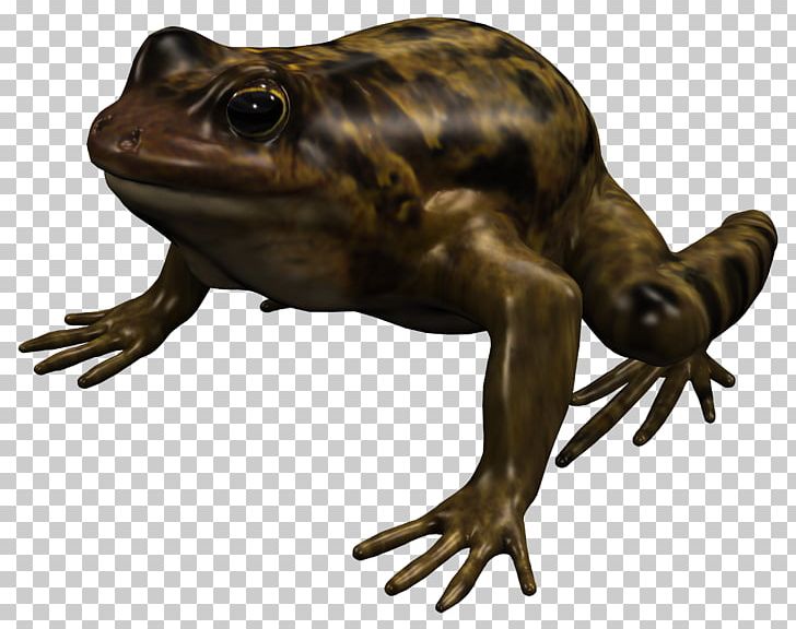 American Bullfrog True Frog Toad Reptile Terrestrial Animal PNG, Clipart, American Bullfrog, Amphibian, Animal, Bullfrog, Fauna Free PNG Download
