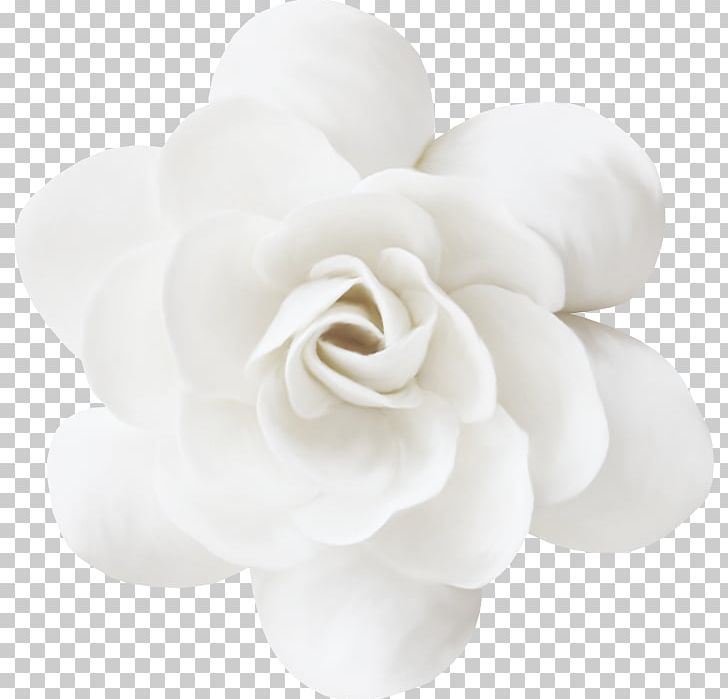 White Petal Flower PNG, Clipart, Abstract, Bouquet Of Flowers, Creative Floral Patterns, Encapsulated Postscript, Floral Free PNG Download