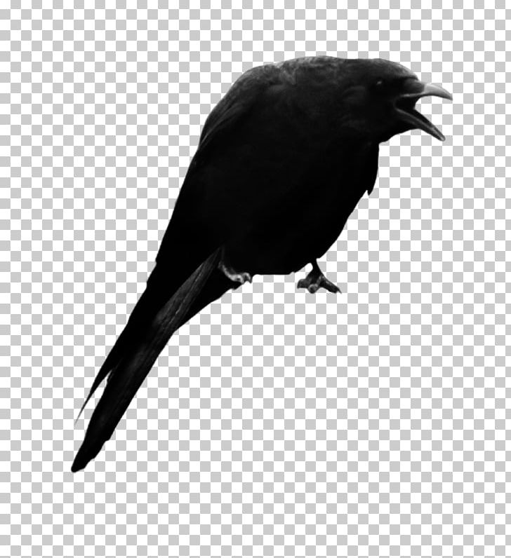 American Crow New Caledonian Crow PNG, Clipart, American Crow, Barre, Beak, Bird, Bit Free PNG Download
