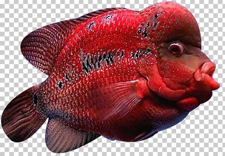 Cat Fish Flowerhorn Cichlid Arhat PNG, Clipart, Animal, Aquarium, Biological, Breed, Cat Free PNG Download