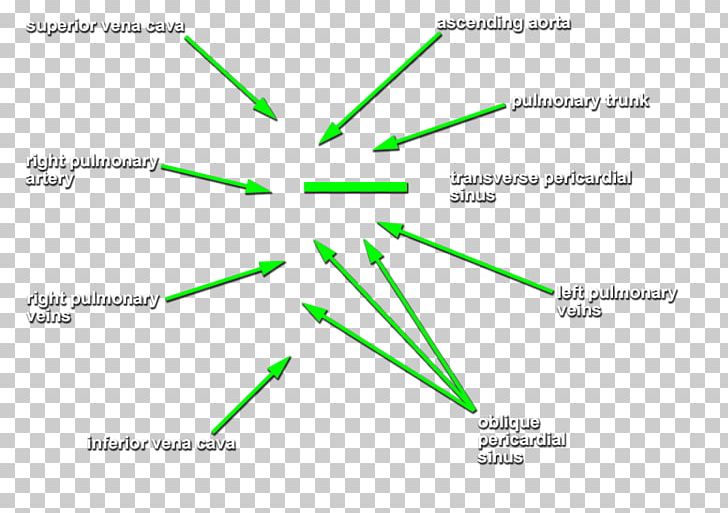 Fibrous Pericardium Apex Of The Heart Mediastinum PNG, Clipart, Angle, Apex Of The Heart, Area, Circle, Diagram Free PNG Download