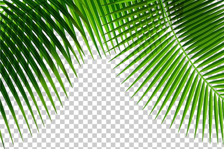 Leaf Plant PNG, Clipart, Adobe Illustrator, Angle, Arecaceae, Coconut, Euclidean Vector Free PNG Download