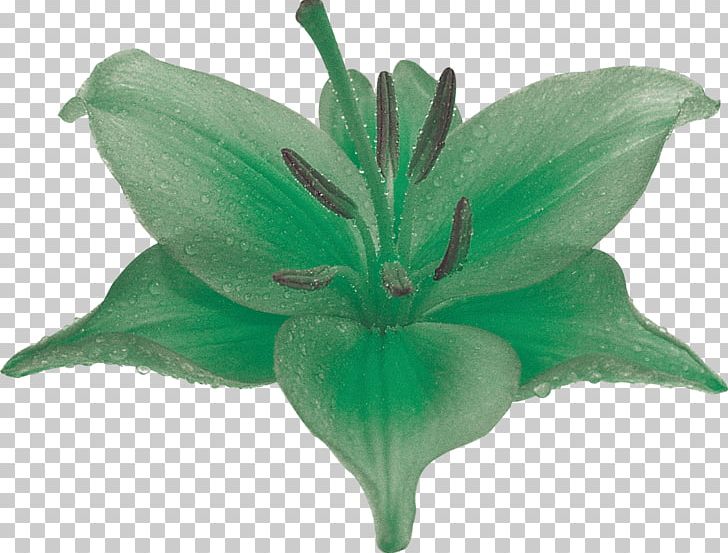 Lilium Flower Photography Plant Green PNG, Clipart, Chartreuse, Flower, Flower Bouquet, Green, Leaf Free PNG Download