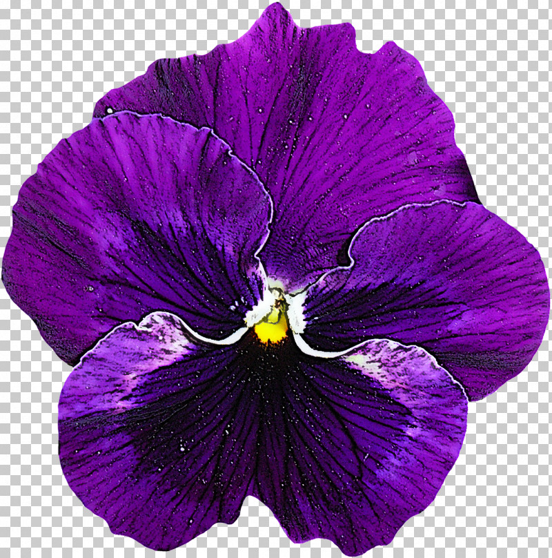 Violet Flower Petal Purple Plant PNG, Clipart, Flower, Magenta, Pansy, Petal, Plant Free PNG Download