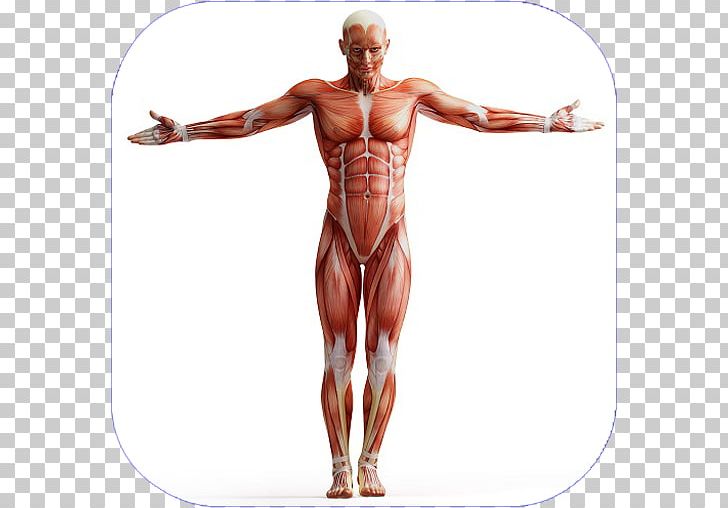 Human Body Anatomy Muscle Homo Sapiens Muscular System PNG, Clipart, Abdomen, Arm, Back, Bodybuilder, Bodybuilding Free PNG Download
