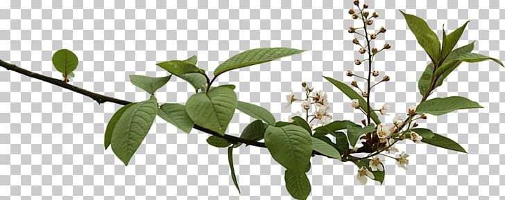 Spring Branch With Budding Flowers PNG, Clipart, Flowers, Nature, Various Flowers Free PNG Download
