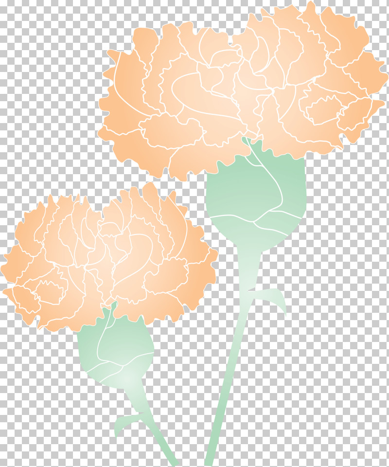 Mothers Day Carnation Mothers Day Flower PNG, Clipart, Carnation, Dianthus, Flower, Leaf, Mothers Day Carnation Free PNG Download