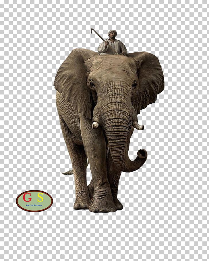 African Bush Elephant Elephantidae Addo Elephant National Park Desktop Lion PNG, Clipart, African Bush Elephant, African Elephant, Animal, Animals, Computer Free PNG Download