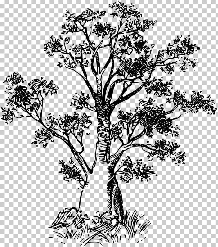 Baobab Tree PNG, Clipart, Africa, Baobab, Black And White, Branch, Download Free PNG Download
