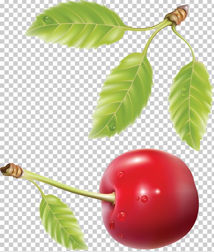 Cherry Fruit PNG, Clipart, Berry, Blossom, Branch, Cherry, Cherry Blossom Free PNG Download