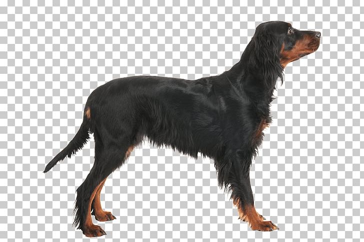 Field Spaniel Gordon Setter Picardy Spaniel Montenegrin Mountain Hound Russian Spaniel PNG, Clipart, Animaatio, Border Collie, Carnivoran, Collie, Dog Breed Free PNG Download