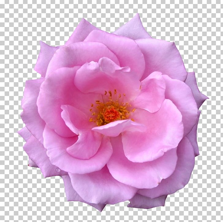 Garden Roses Centifolia Roses Flower Purple PNG, Clipart, Bouquet Of Flowers, China Rose, Floribunda, Flower Plants, Flowers Free PNG Download