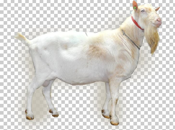 Goat Netherlands Artificial Insemination Cattle Semen PNG, Clipart, Animals, Artificial Insemination, Bink, Cattle, Cattle Like Mammal Free PNG Download
