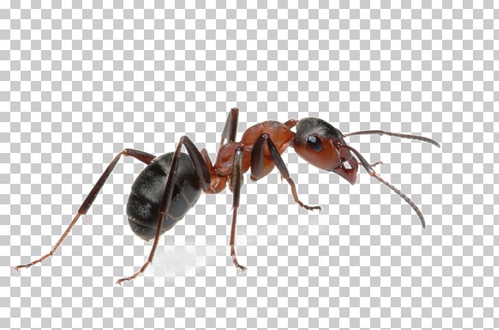 Black Garden Ant Tapinoma Sessile Pest Control PNG, Clipart, Ant, Ant Colony, Argentine Ant, Arthropod, Banded Sugar Ant Free PNG Download