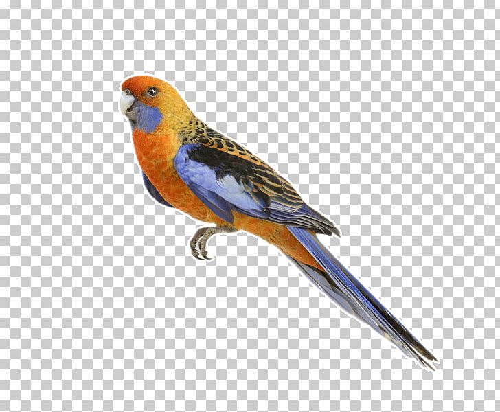 Parrot PNG, Clipart, Animal, Beak, Bird, Birds, Cockatiel Free PNG Download