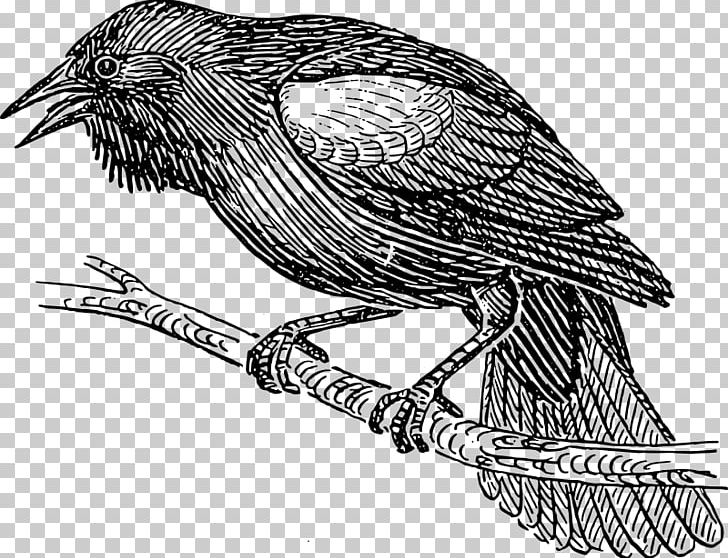 Bird Nest Drawing Common Blackbird PNG, Clipart, Animals, Art, Beak, Bird, Bird Flight Free PNG Download