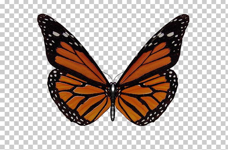 Monarch Butterfly Insect Brush-footed Butterflies Pieridae PNG, Clipart, Arthropod, Brush Footed Butterfly, Butterfly, Butterfly Gardening, Butterfly Wings Free PNG Download