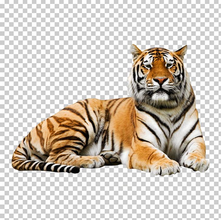 Siberian Tiger Wall Decal Lion Bengal Tiger Poster PNG, Clipart, Animal, Animals, Bengal Tiger, Big Cats, Carnivoran Free PNG Download