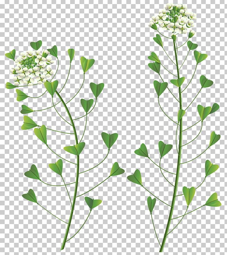 Wildflower Stock Photography PNG, Clipart, Branch, Clip Art, Color, Computer Icons, Cut Flowers Free PNG Download
