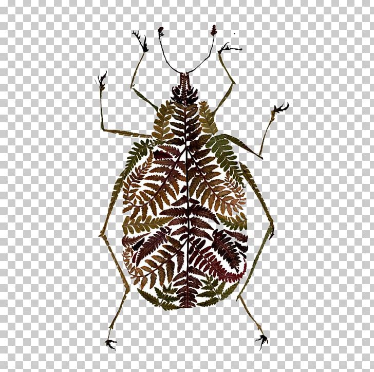 Beetle Fern Leaf Art Illustration PNG, Clipart, Animals, Art, Arthropod, Artist, Autumn Leaves Free PNG Download