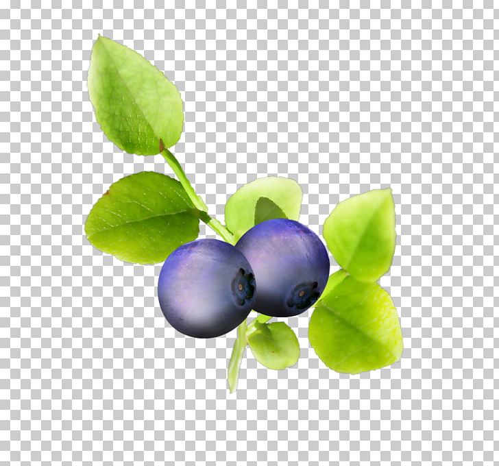 Bilberry Blueberry Violet Fruit PNG, Clipart, Berry, Bilberry, Blackberry, Blueberry, Download Free PNG Download