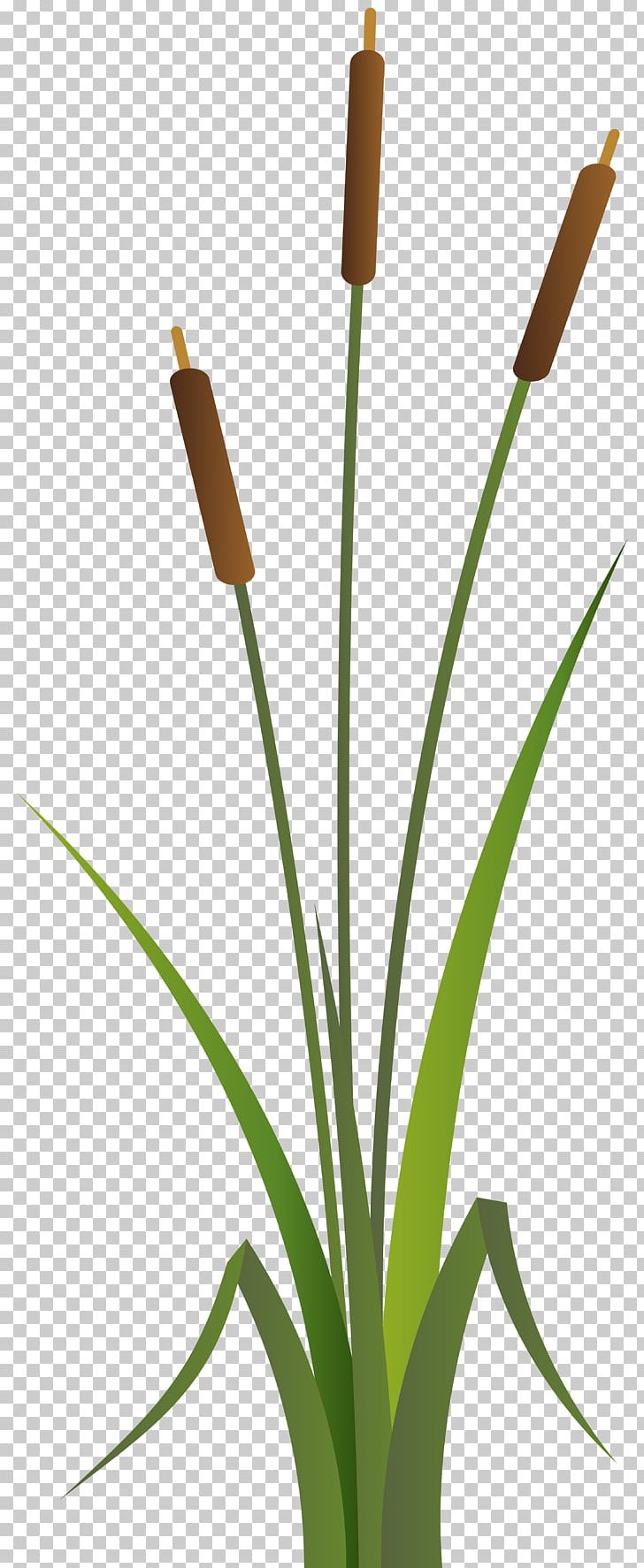 Plant Stem Grass Airplane PNG, Clipart, Airplane, Art Museum, Bulrush, Download, Flower Free PNG Download