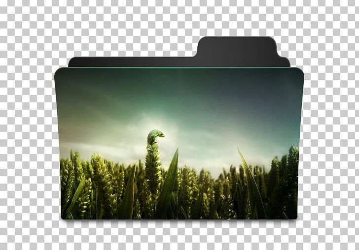 Chameleons Desktop Reptile PNG, Clipart, Animals, Chameleons, Desktop Wallpaper, Field, Grass Free PNG Download