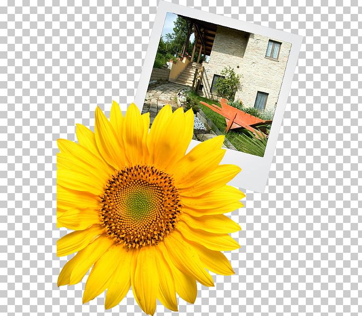 Common Sunflower Cut Flowers PNG, Clipart, Common Sunflower, Cut Flowers, Daisy Family, Floral Design, Floristry Free PNG Download