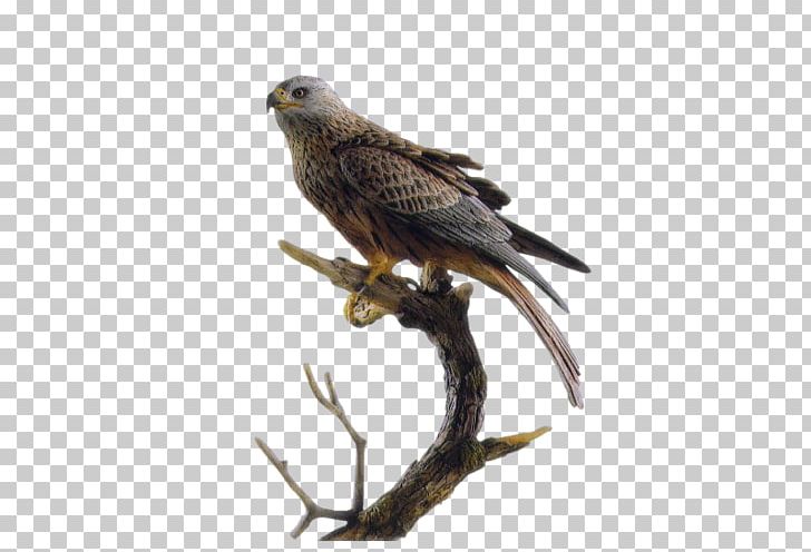 Falcon Le Gite Des Faucons **** Hawk Eagle Bird PNG, Clipart, Accipitriformes, Alps, Animals, Beak, Bird Free PNG Download