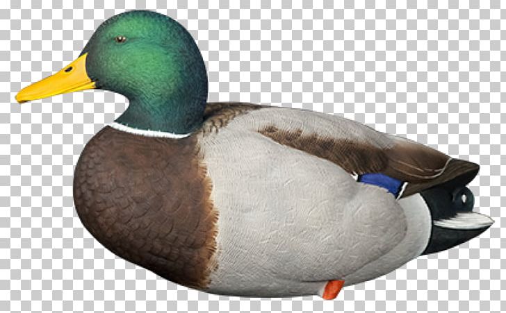 Mallard Duck Decoy Call Duck PNG, Clipart,  Free PNG Download