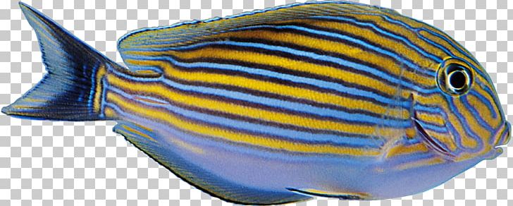 Tropical Fish Yellow Blue PNG, Clipart, Animal, Animals, Aquarium, Aquarium Fish, Blue Free PNG Download