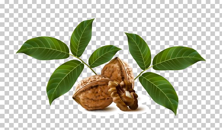 Walnut Drawing Fruit PNG, Clipart, Drawing, Dried Fruit, Encapsulated Postscript, Food, Fruit Free PNG Download