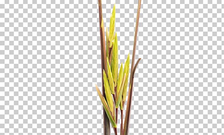Grasses Heliconia Psittacorum Pleiostachya Pruinosa Strelitzia Nicolai PNG, Clipart, Bird Of Paradise Flower, Commodity, Family, Flower, Grass Free PNG Download