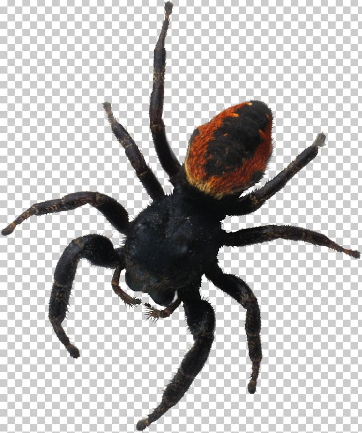 Spider Bite Southern Black Widow Brachypelma Hamorii PNG, Clipart, Arachnid, Araneus, Arthropod, Encapsulated Postscript, Free Free PNG Download