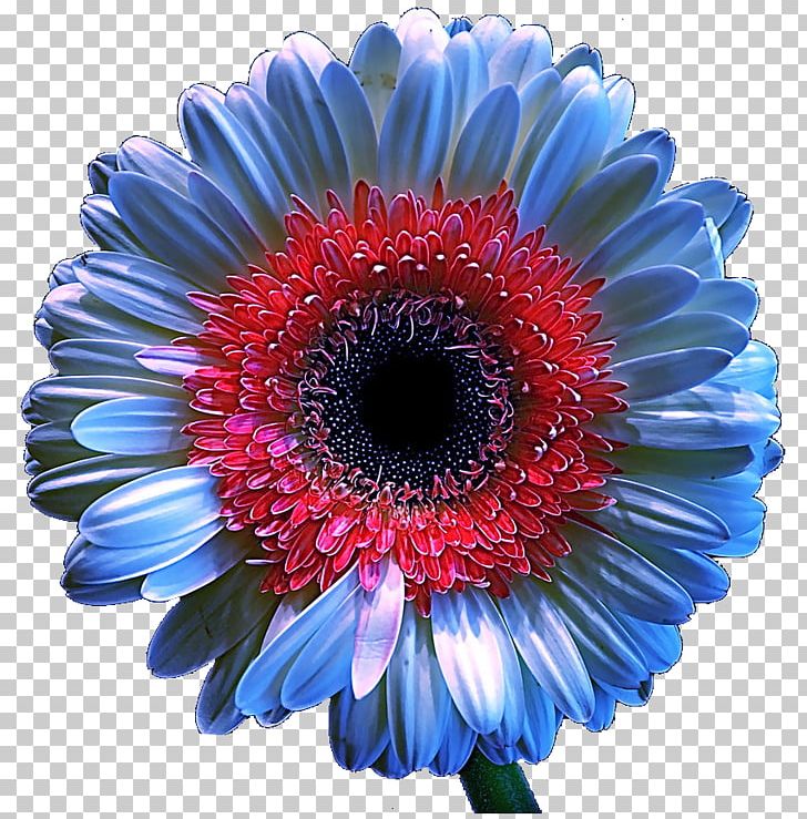 Transvaal Daisy Chrysanthemum Floristry Cut Flowers Cobalt Blue PNG, Clipart, Aster, Blue, Chrysanthemum Chrysanthemum, Chrysanthemums, Chrysanthemum Vector Free PNG Download